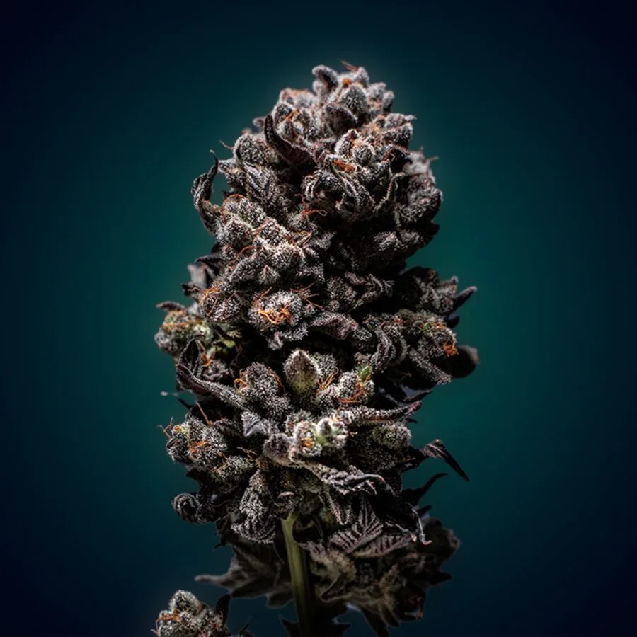 Purple Banana