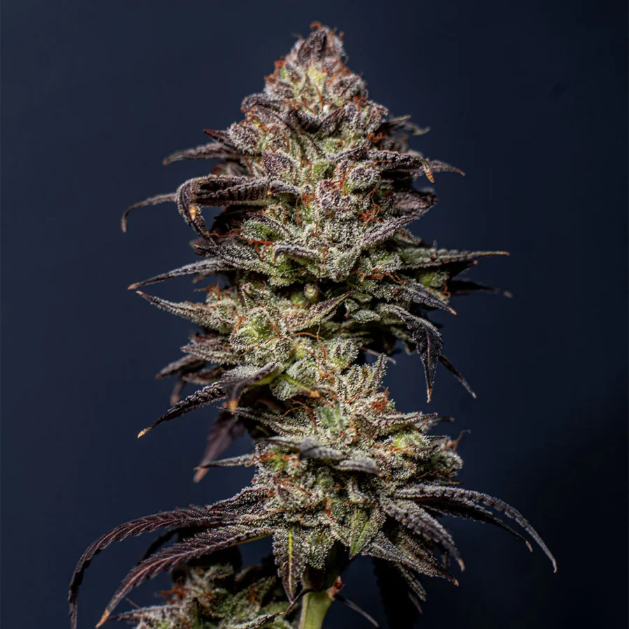 Gelato Cake